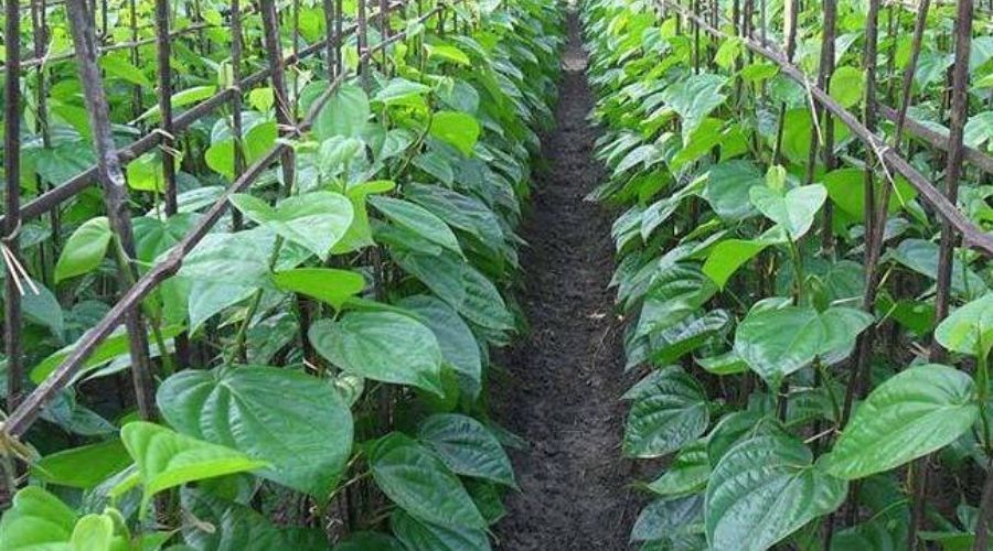 পান পাতার উপকারিতা, পান তো অনেকেই খান কিন্তু পানের যে এত গুন আছে আগে জানতেন কি ? 1 পানের বা পান পাতার উপকারিতা