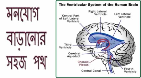স্মৃতি শক্তি বৃদ্ধির উপায়, আমাদের স্মৃতি শক্তি কমে যায় কেন ? স্মৃতি শক্তি বৃদ্ধির উপায়, আমাদের স্মৃতি শক্তি কমে যায় কেন ? 5