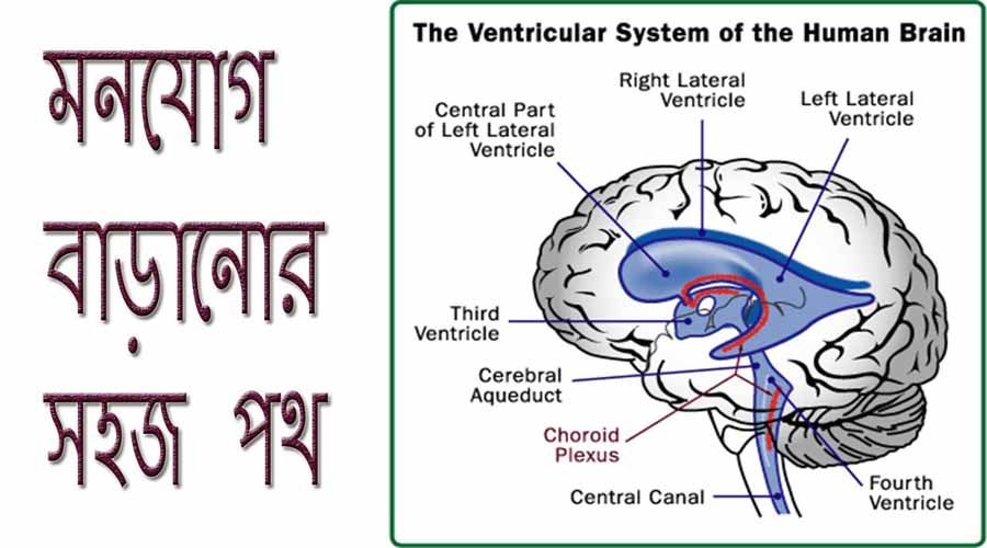 স্মৃতি শক্তি বৃদ্ধির উপায়, আমাদের স্মৃতি শক্তি কমে যায় কেন ? স্মৃতি শক্তি বৃদ্ধির উপায়, আমাদের স্মৃতি শক্তি কমে যায় কেন ? 1