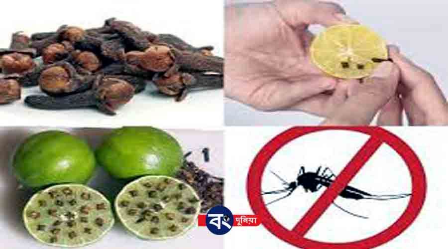 ধূপ বা কেমিকেল ছাড়াই ঘরের মশা তাড়াবার অভিনব উপায়, জানলে অবাক হতে হবেই