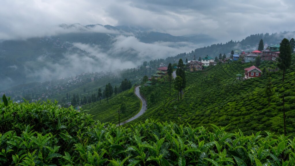 বর্ষায় দার্জিলিংয়ের চা বাগান, পাহাড়ে মেঘের খেলা, পশ্চিমবঙ্গ ভ্রমণ