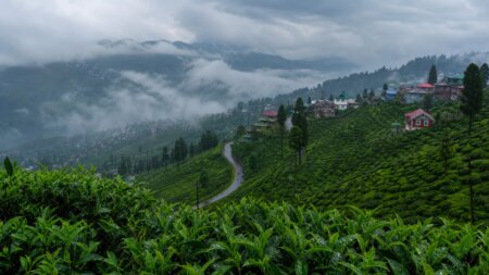 বর্ষায় দার্জিলিংয়ের চা বাগান, পাহাড়ে মেঘের খেলা, পশ্চিমবঙ্গ ভ্রমণ