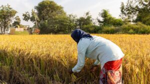 কৃষক বন্ধু প্রকল্প ২০২৬: বছরে ১০ হাজার টাকা, দুই কিস্তিতে কারা পাবেন ধান কাটছেন কৃষক, কৃষক বন্ধু প্রকল্পের সুবিধাভোগী