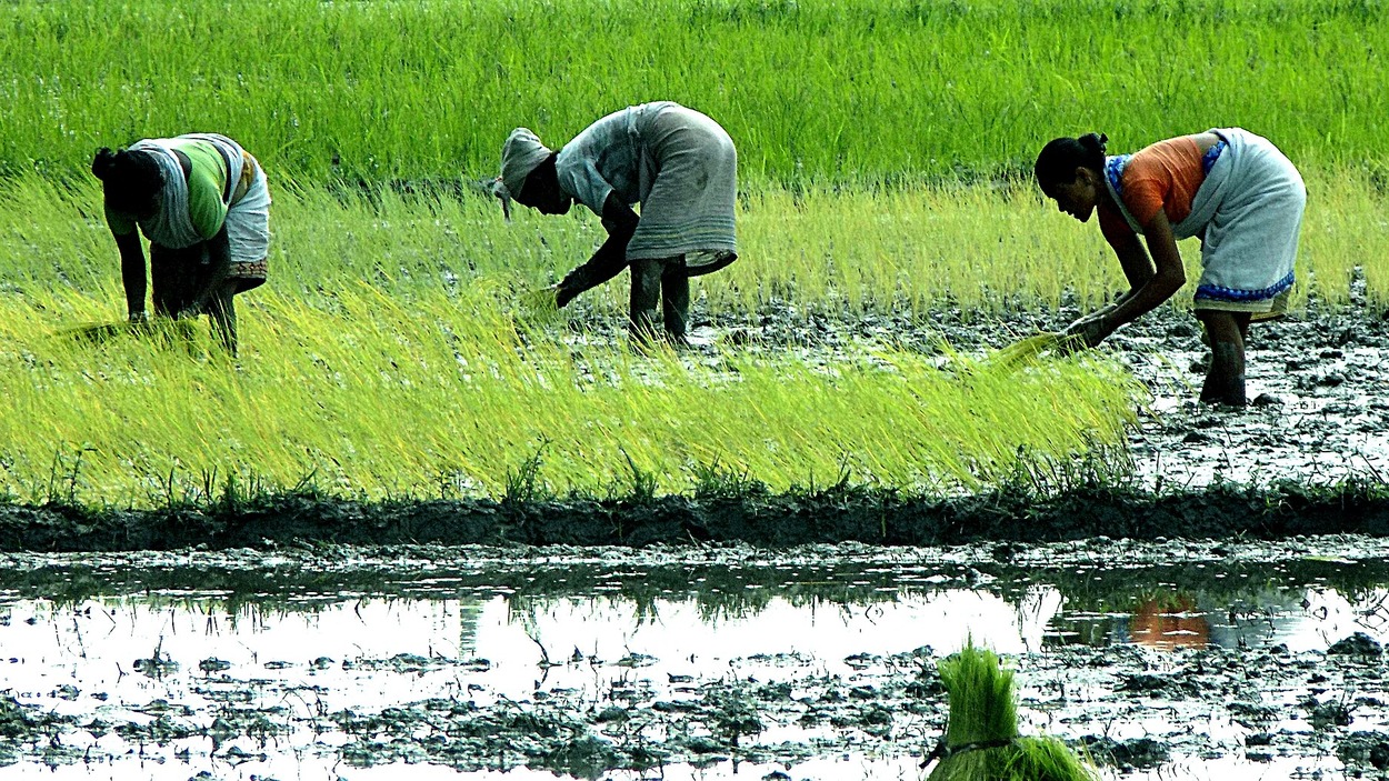 কৃষক বন্ধু প্রকল্প ২০২৬: বছরে ১০ হাজার টাকা, দুই কিস্তিতে কারা পাবেন 1 কৃষক বন্ধু প্রকল্পের সুবিধা পেতে ধান রোপণ চলছে মাঠে